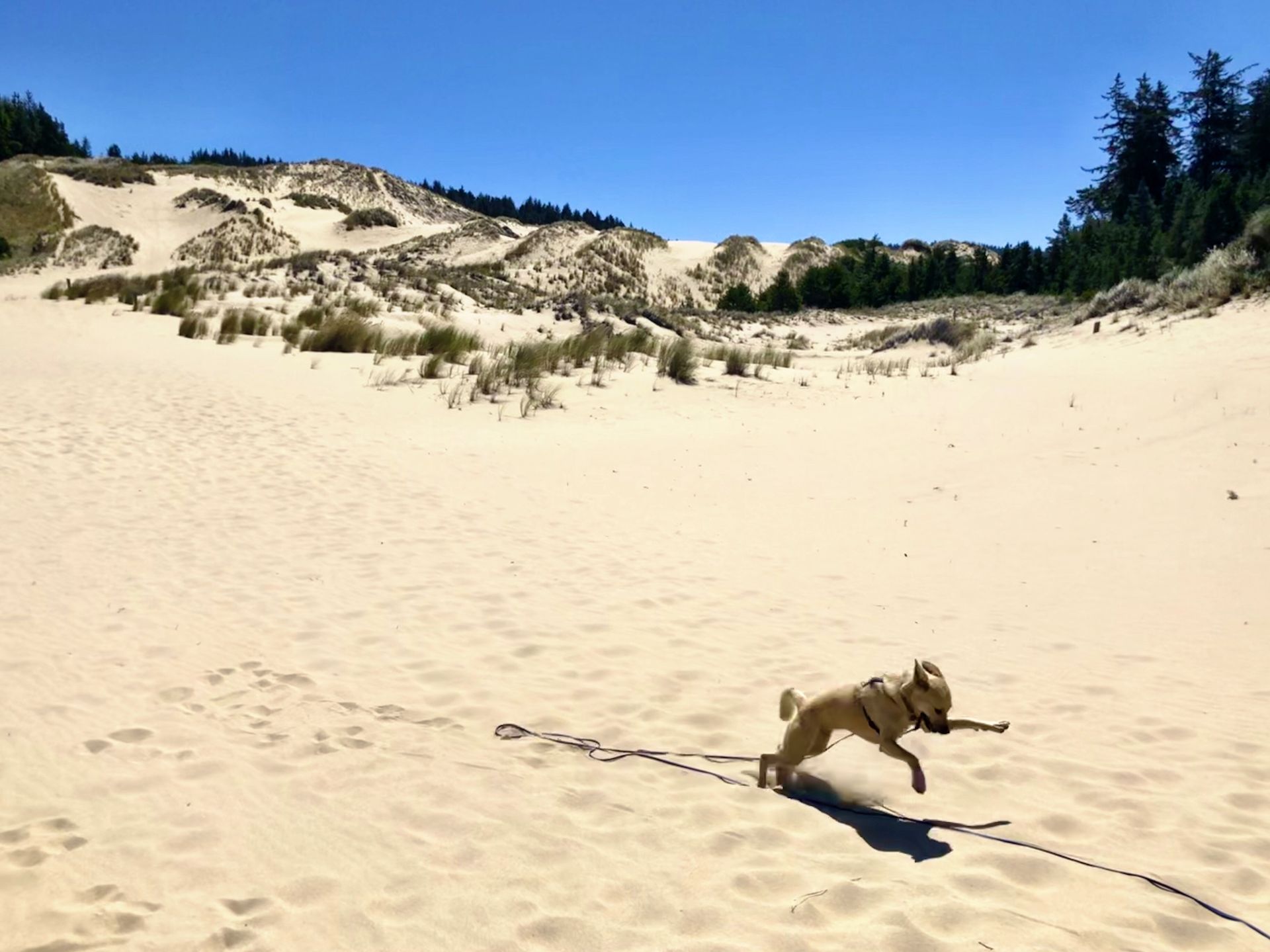 Posey running across sand dunes
