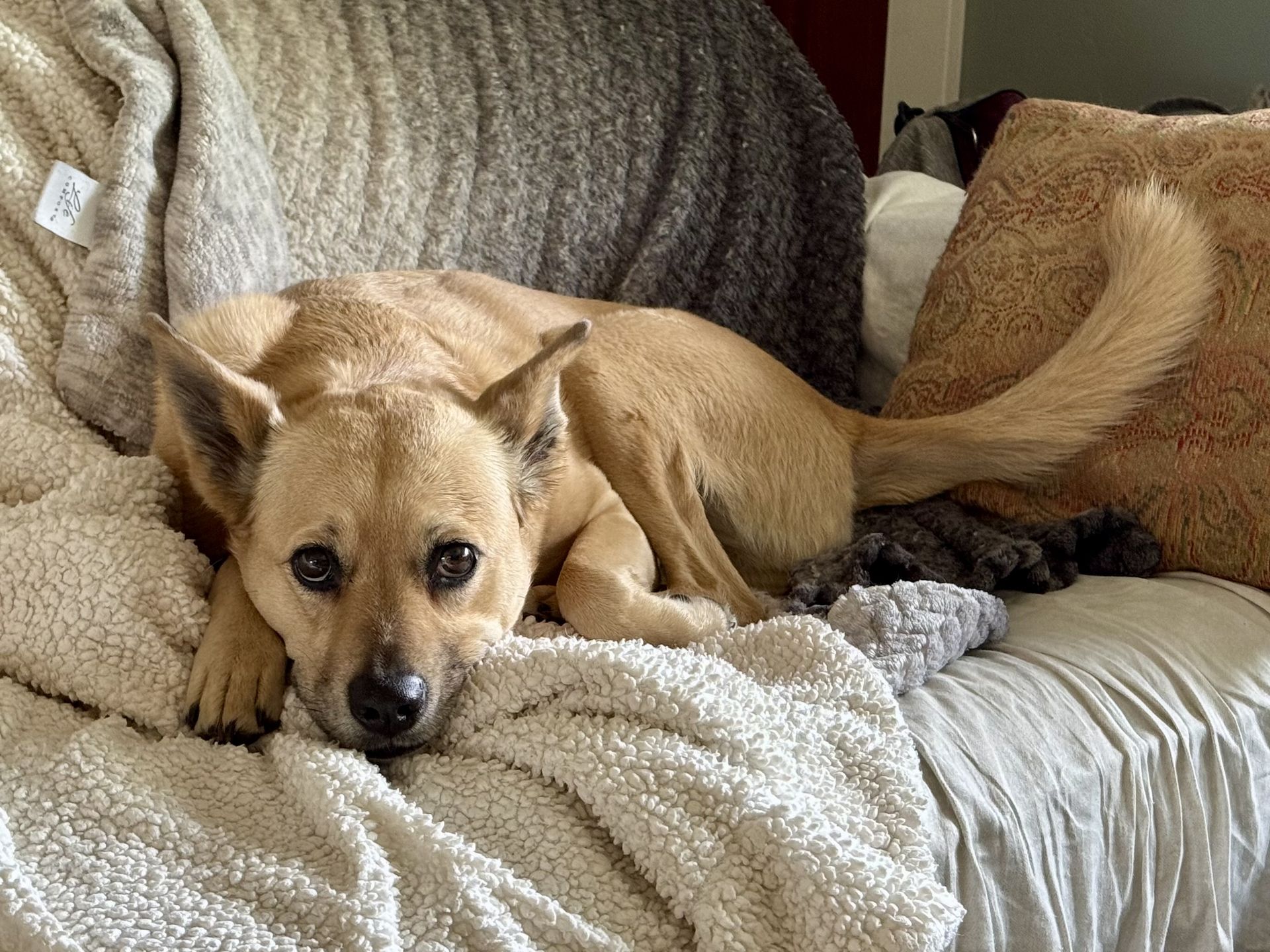 Posey curled up on the couch, chin resting on a blanket