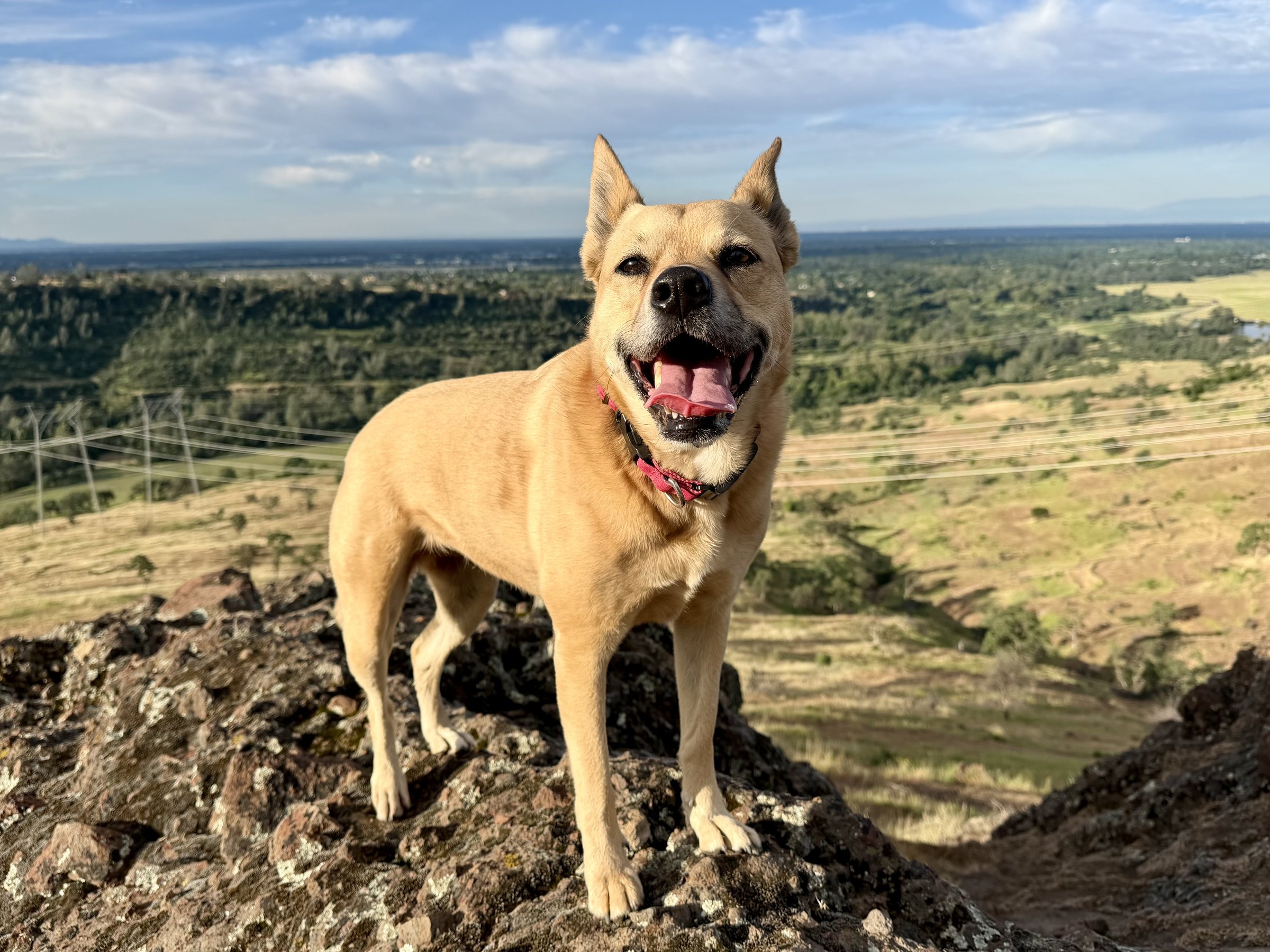 Posey, all smiles, standing on a rock overlooking a golden valley