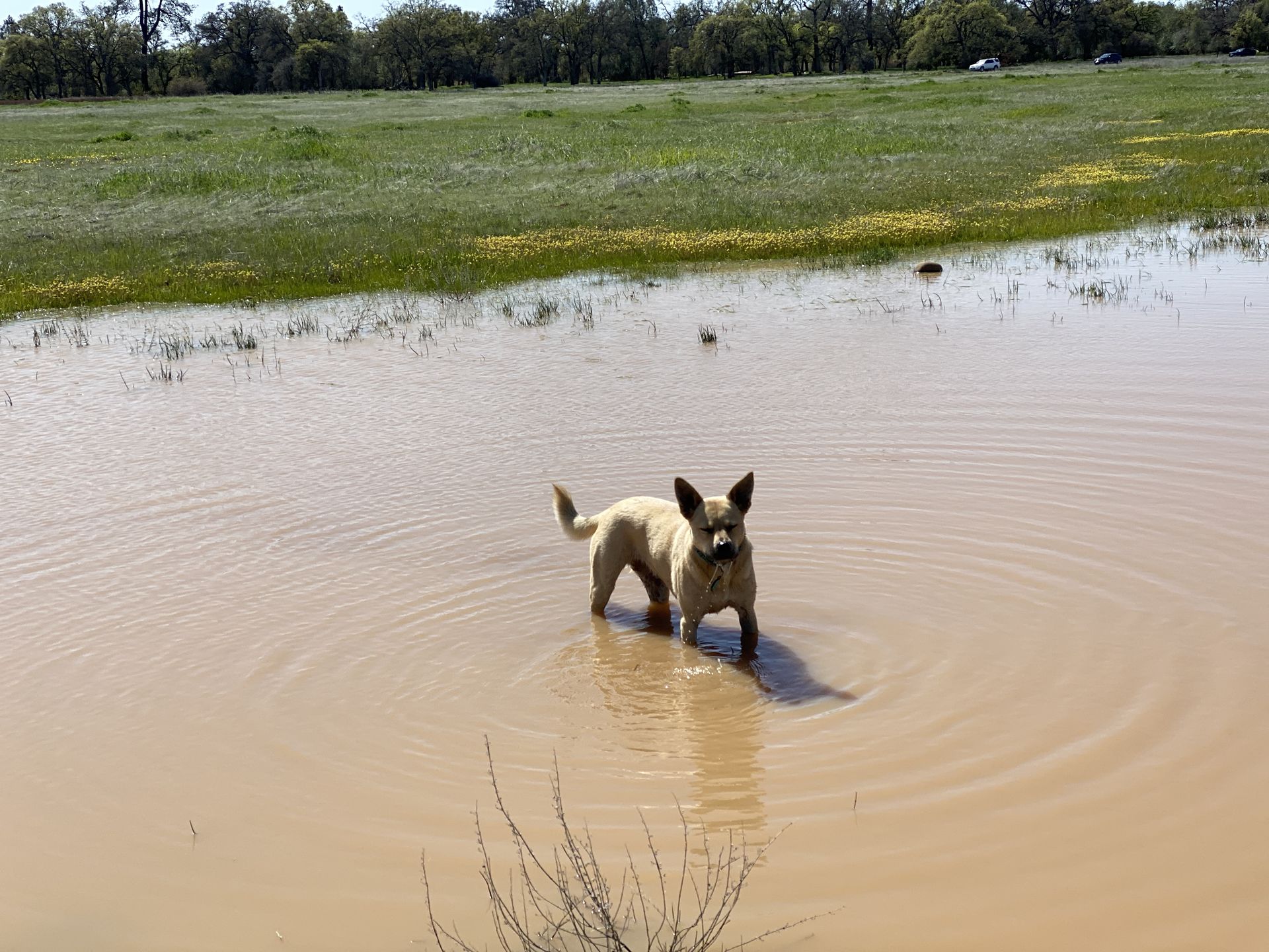 Posey standing in a muddy flooded field, ripples spreading across the water