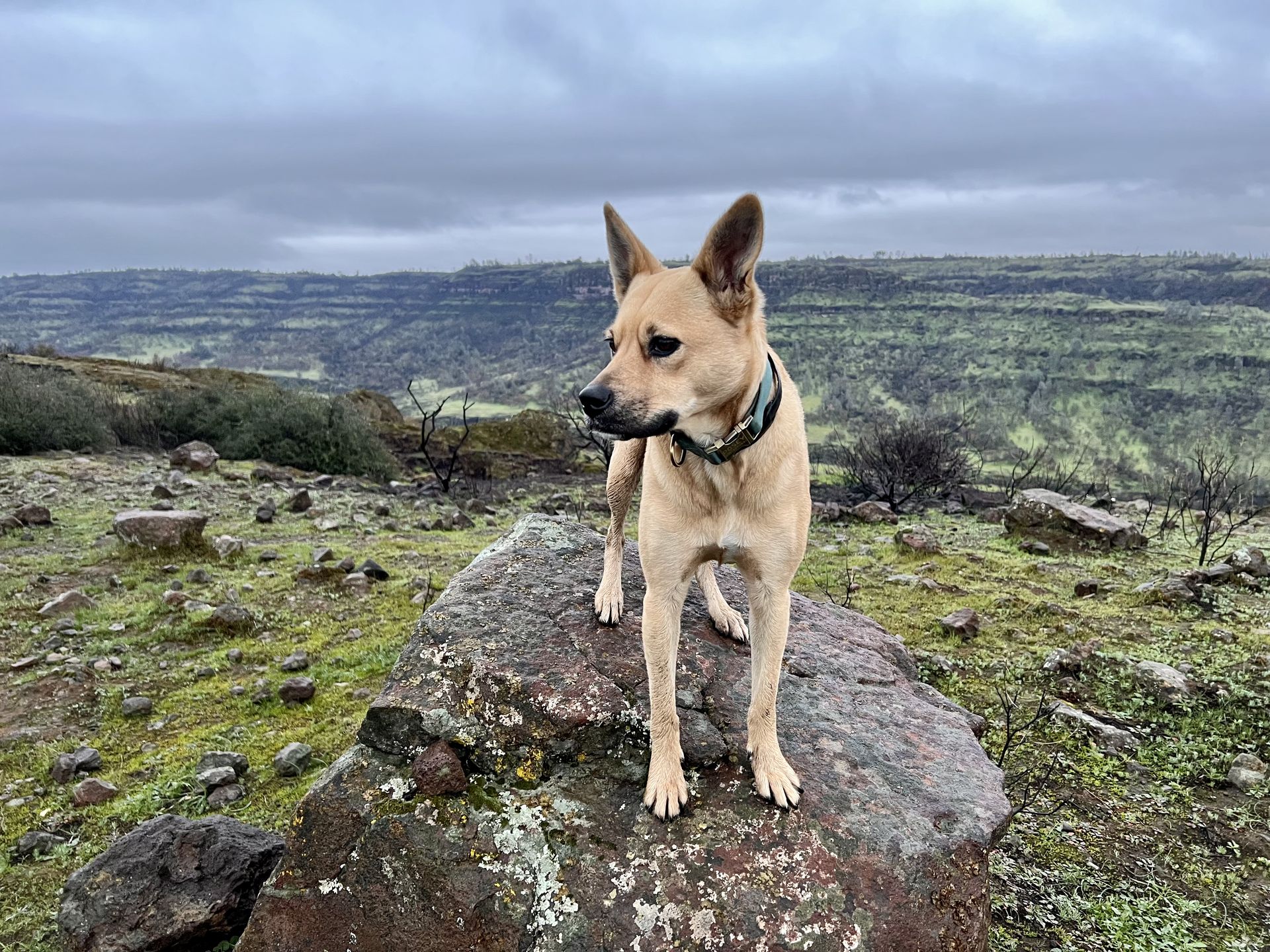 Posey standing tall on a rock under cloudy skies