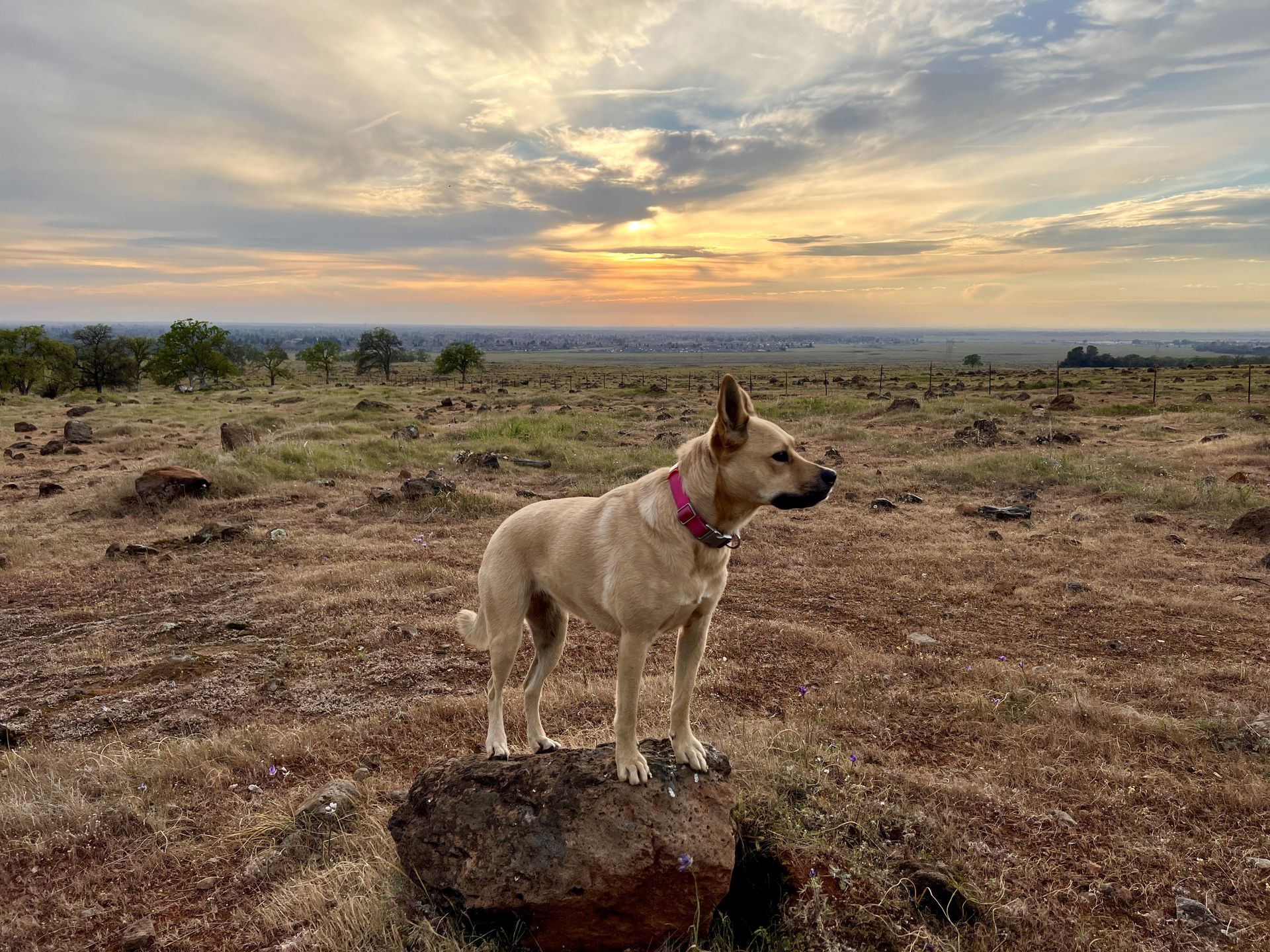 Posey watching the sunset from a rocky perch