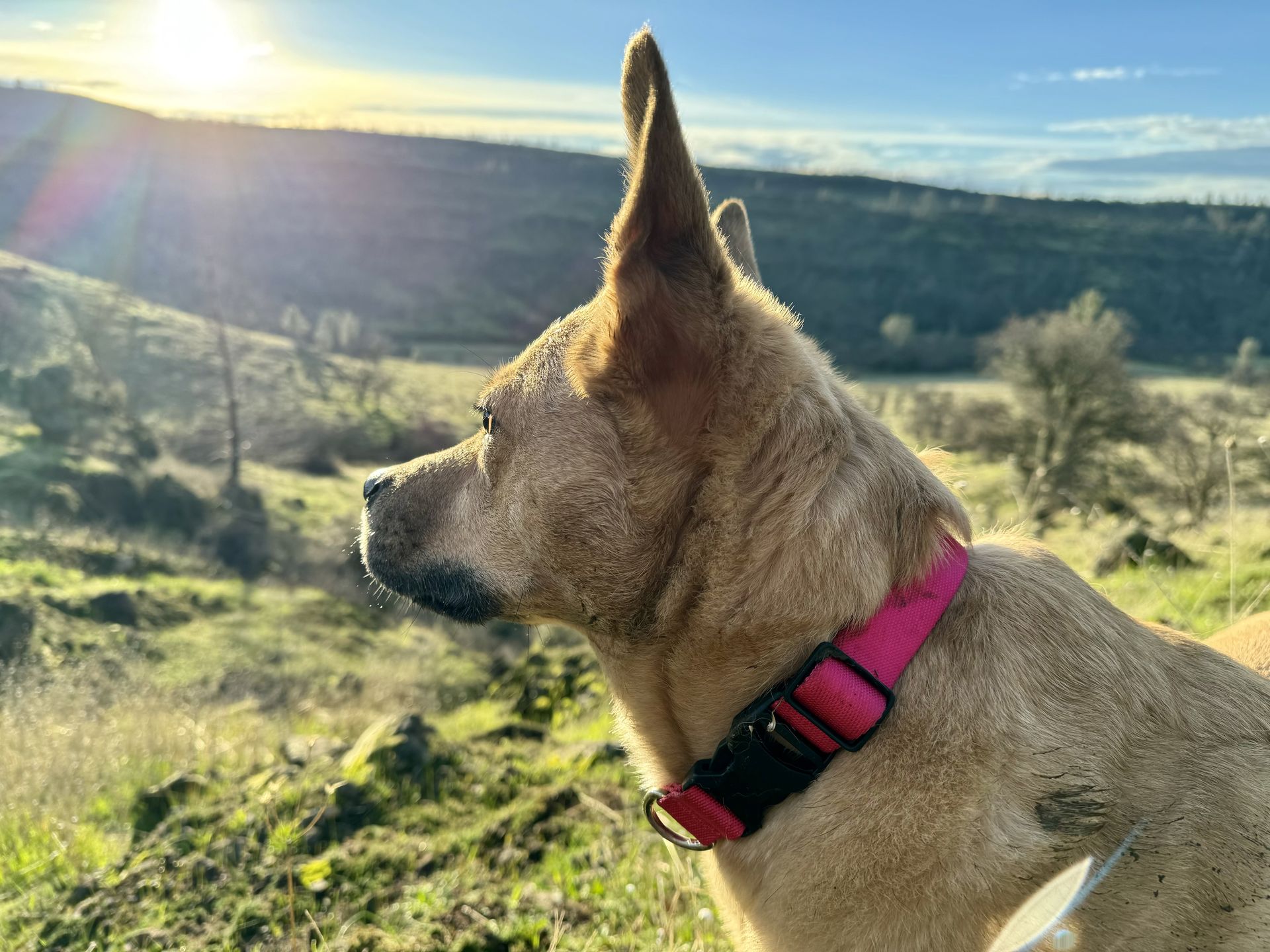 Posey in profile against a clear blue sky