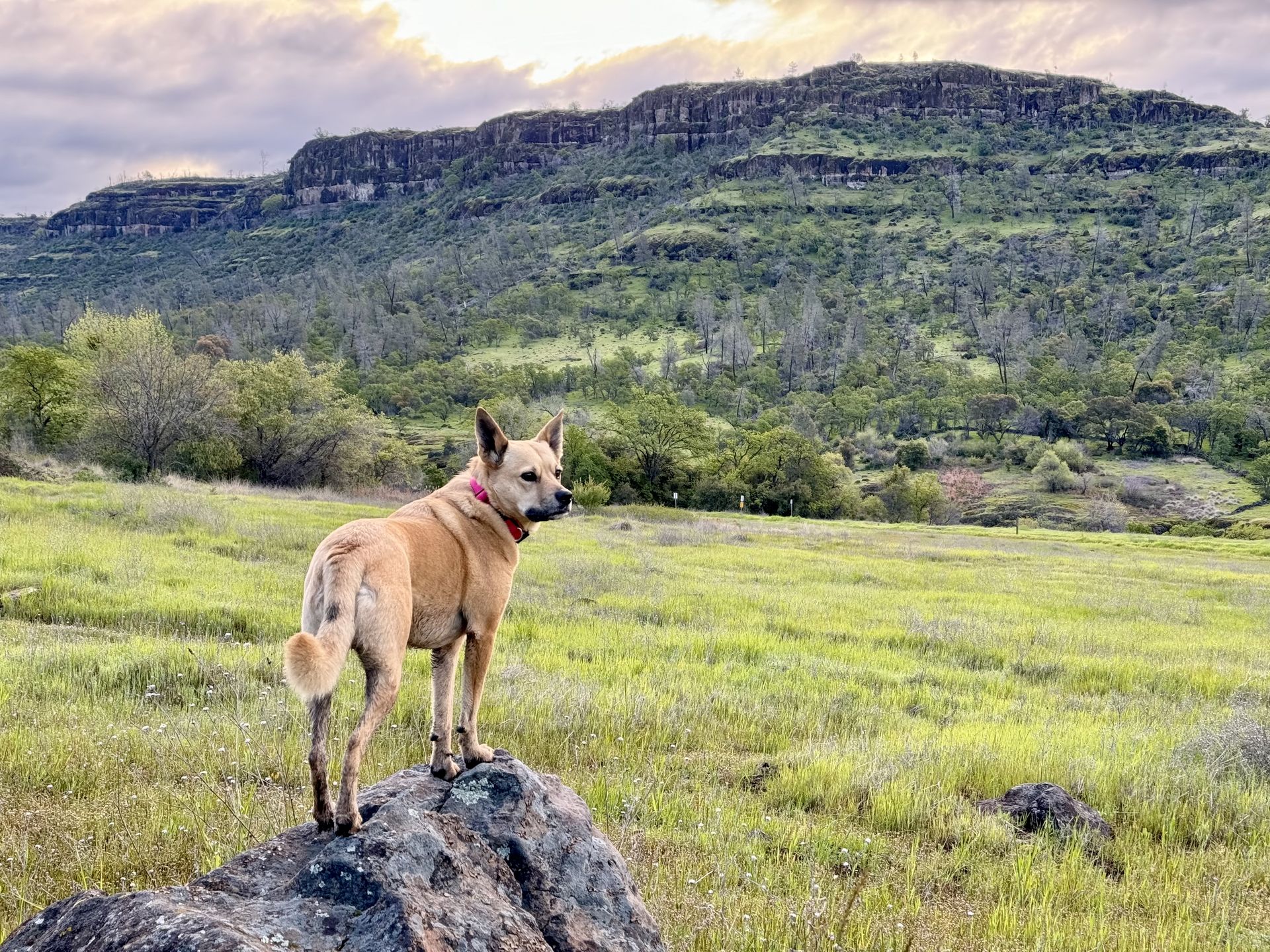 Posey on a rock with dramatic cliffs behind